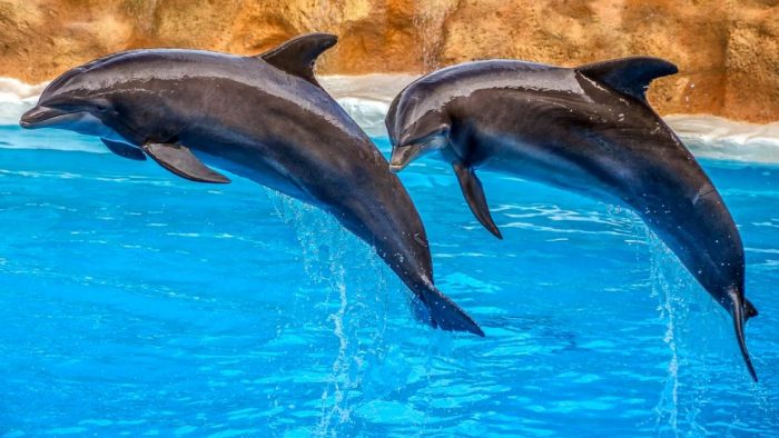 Parque acuático no usará más delfines en sus espectáculos tras cuatro muertes