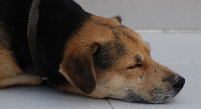 Conmoción por diversos casos de envenenamiento de mascotas en el país