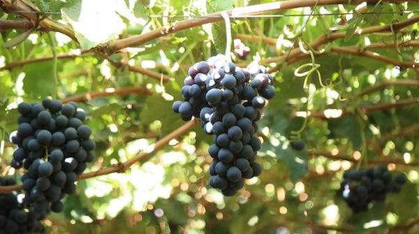 Maylen: la nueva variedad de uva de mesa chilena que será comercializada en el exterior