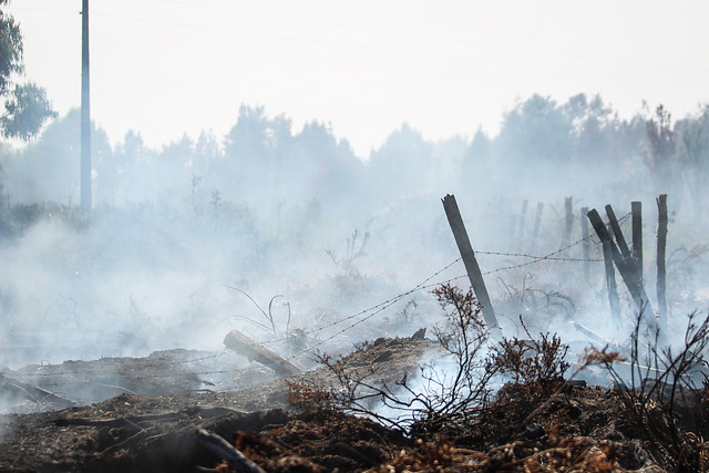 Financiamiento de plantaciones de pino en áreas incendiadas el 2017