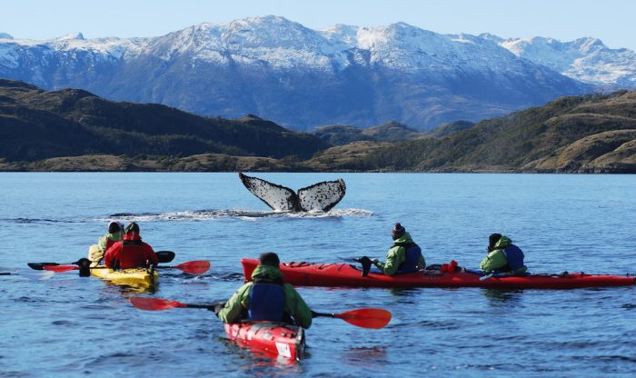 La apuesta turística que ofrece navegar con ballenas en el Estrecho de Magallanes