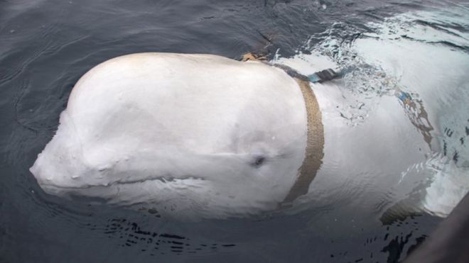 La «ballena espía» rusa que apareció siguiendo a unos barcos en Noruega