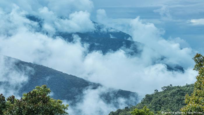 Deforestación y degradación, las mayores amenazas de los bosques en América Latina