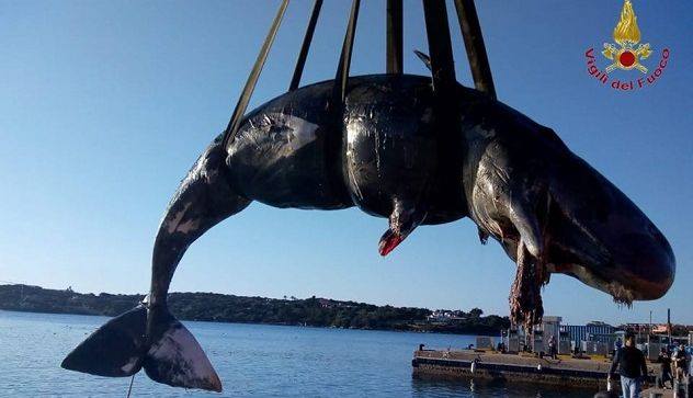 Otra ballena fue hallada muerta por el plástico en su interior