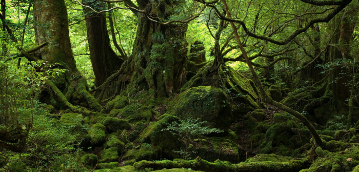 Los bosques de Chile y la COP 25