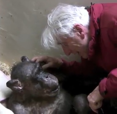 El emocionante reencuentro entre chimpancé anciana y su primer cuidador
