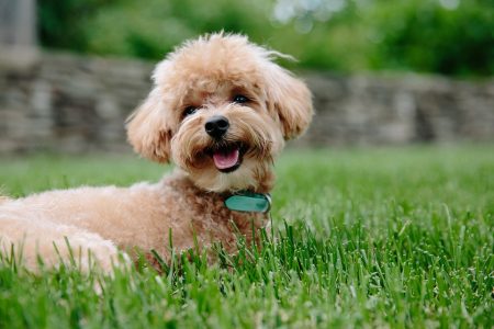 Cómo cuidar a las mascotas durante las olas de calor