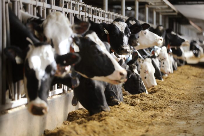 Uruguay apuesta por la leche de vaca pese a las nuevas tendencias vegetales