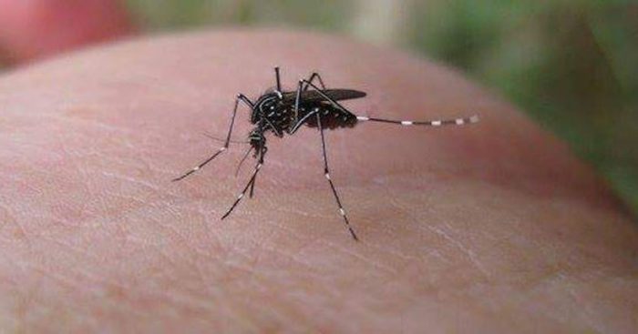 Infectólogo advierte: “Es muy probable que el mosquito Aedes aegypti se vuelva endémico en el Norte de Chile”