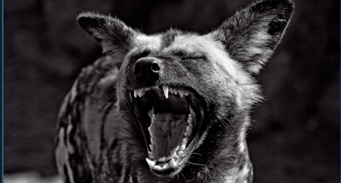 La jauría elitaria: las hienas de la modernización