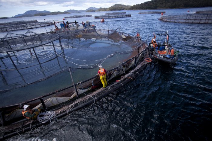 Estado salmonero: el documental que denuncia los efectos de la salmonicultura en Chile y el mundo