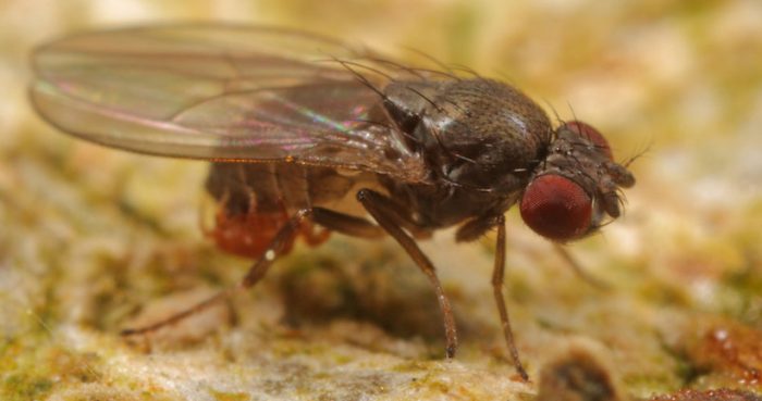 Reveladora investigación chilena muestra cómo insectos evolucionan ante el cambio climático
