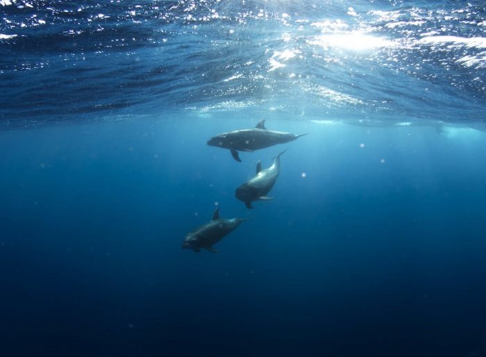 El problema del impacto del ruido submarino en la fauna marina