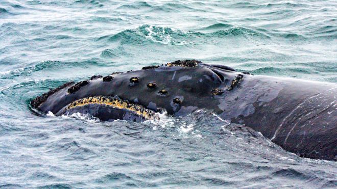 Científicos graban por primera vez el canto de una de las ballenas más desconocidas del planeta