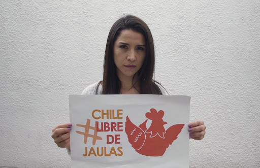 #ChileLibredeJaulas: la campaña que muestra el hacinamiento de las gallinas
