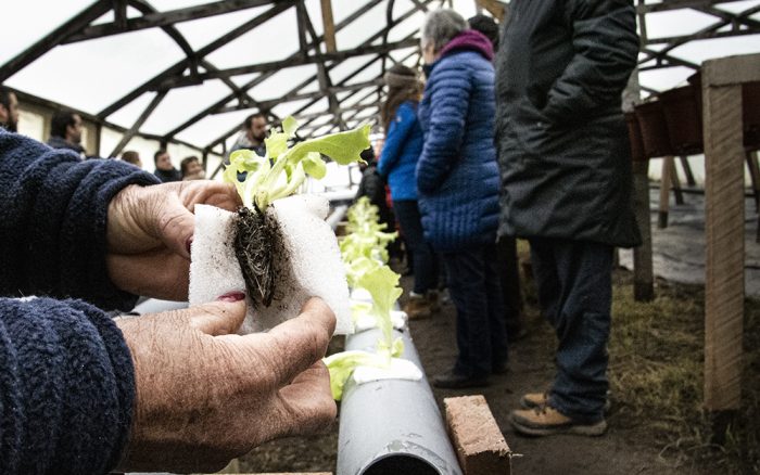 Agricultores de Puerto Natales recurren a la hidroponía para cosechar lechugas en invierno