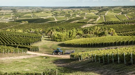 Uruguay busca instalar su "kilómetro cero" del enoturismo