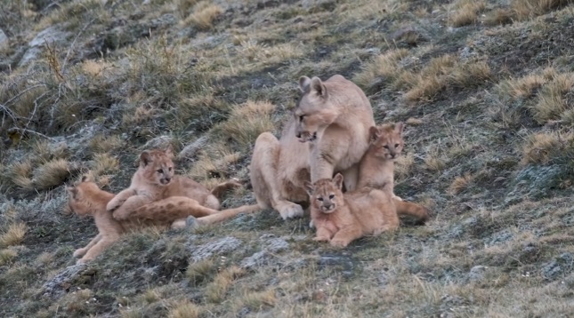 Fotógrafo capta a una mamá puma cuidando de sus cuatro crías en la Patagonia chilena
