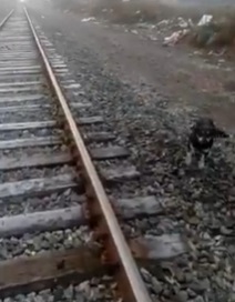 Maquinista paró sus funciones para salvar a perro amarrado en línea del tren