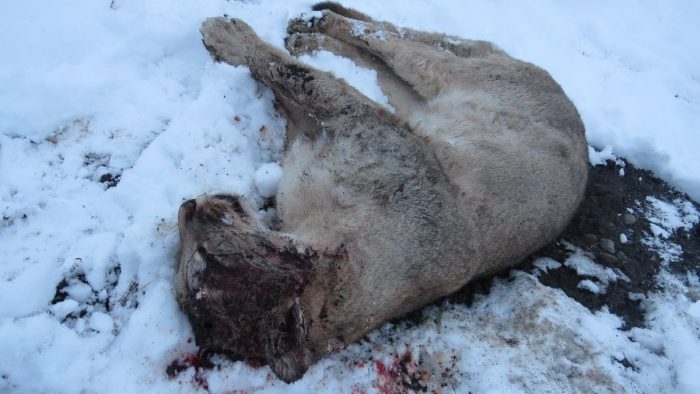 Encuentran puma asesinado en el Parque Nacional Torres del Paine