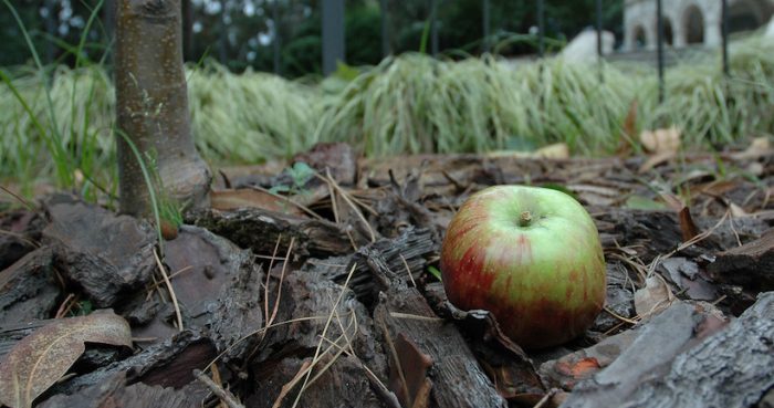 Teoría de los Camaleones: el nuevo modelo alternativo para explicar cómo funciona la gravedad