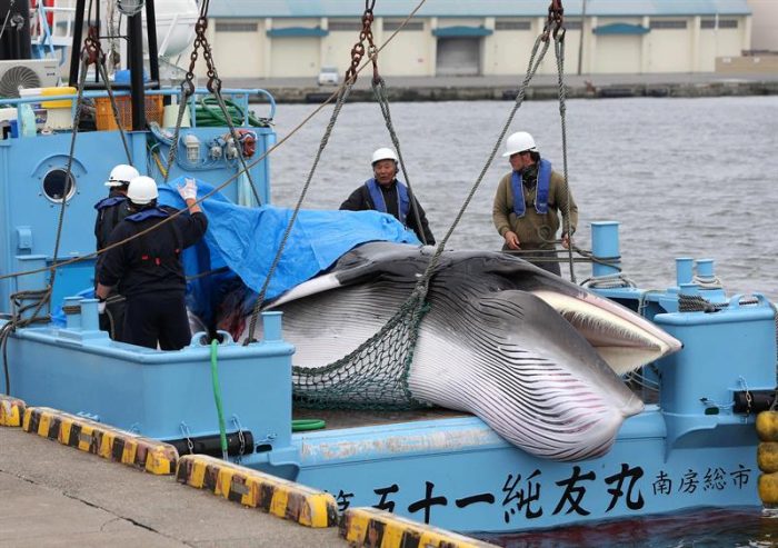 Japón reanuda su controvertida caza comercial de ballenas 31 años después