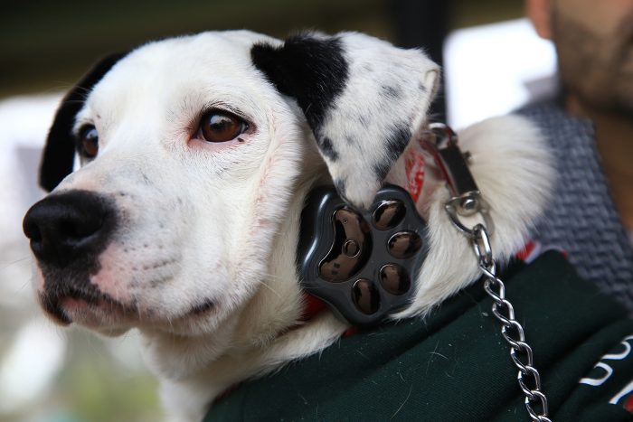 Entregan en adopción primeros perros con GPS inteligente