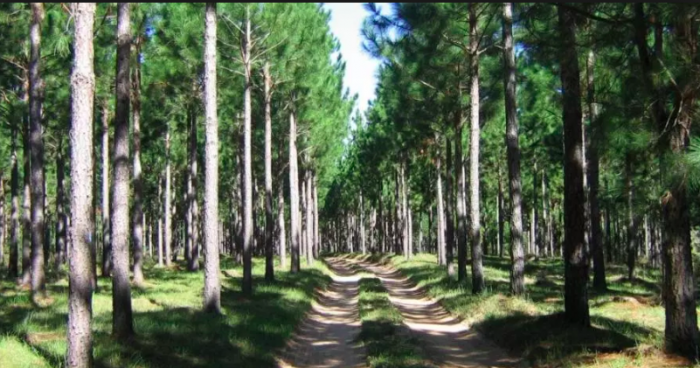 Carbono, sustentabilidad forestal y realismo económico