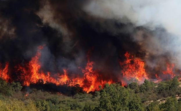 Bosques, incendios y crisis climática