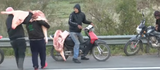 Insólito: personas recogen cerdos muertos luego de que camión que los transportaba sufriera inconvenientes