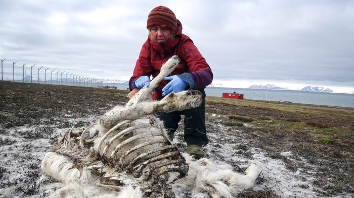 Víctimas del cambio climático: cerca 200 renos muertos fueron encontrados en el Ártico