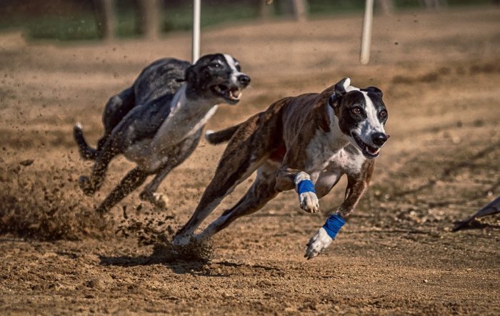 Prohibición de las carreras de perros