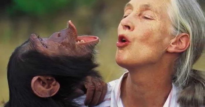 Primatóloga Jane Goodall: «El mayor problema es la codicia»