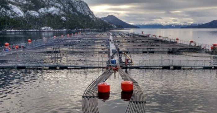 Greenpeace le saca tarjeta roja al Gobierno por su reacción ante irregularidades de Nova Austral: “El VAR a la salmonicultura está fallando”