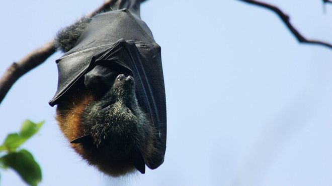 Los murciélagos y 4 lecciones sobre supervivencia que podemos aprender de estos animales