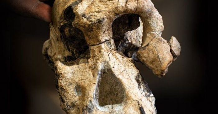 Evolución humana: el intrigante hallazgo de un cráneo que cuestiona las ideas sobre nuestros ancestros