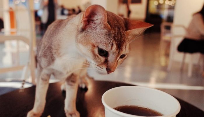 Las cafeterías chinas que ofrecen la compañía de gatos y perros