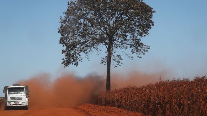 Incendios en el Amazonas: la alerta de los científicos de que gran parte de la Amazonía puede transformarse en sabana