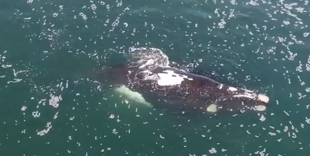 Buzos captan impresionantes imágenes del parto de una ballena en Antofagasta