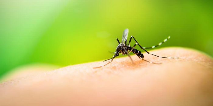 Confirman hallazgo de mosquito transmisor del dengue en terminal de buses de Los Andes
