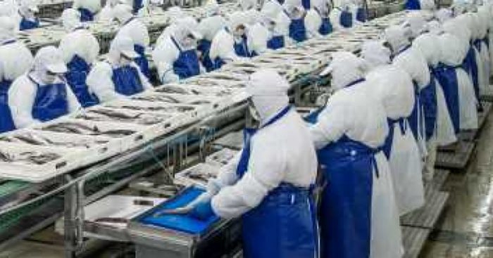 367 trabajadores son despedidos de empresa PacificBlu tras entrada en vigencia de la Ley de la Jibia
