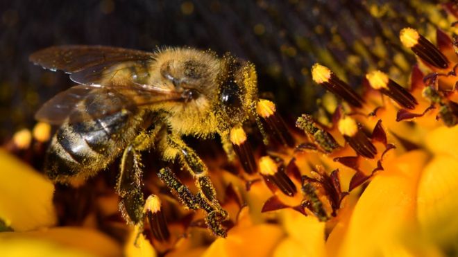 Investigadores explican por qué han muerto 500 millones de abejas en Brasil en solo 3 meses