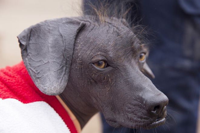 Viringo Peruano: cómo este perro sin pelo se convirtió en patrimonio cultural de Perú