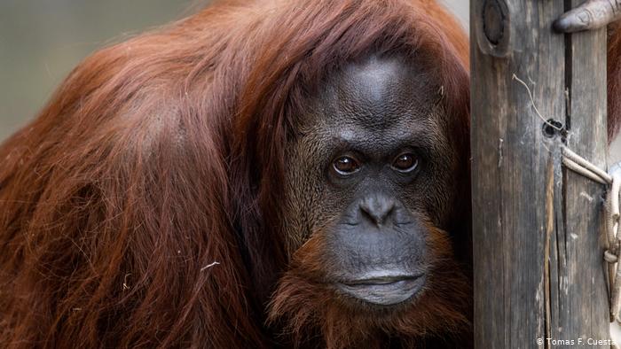 El viaje de Sandra, la orangutana