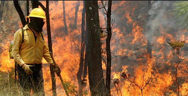 Ad portas de la temporada de incendios forestales Conaf vive su propio siniestro: cambian jefe cada dos meses