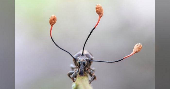 La espectacular imagen de un «hongo zombi» que toma el control absoluto de un escarabajo en Perú