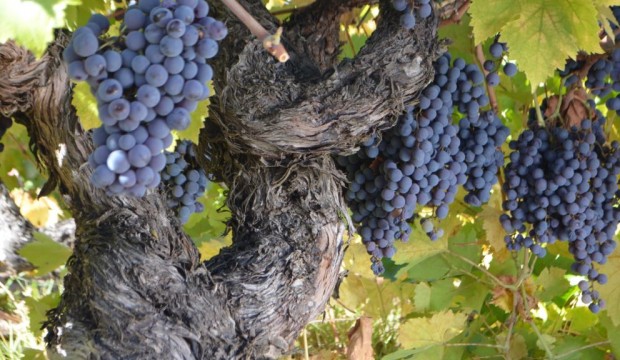 Día Nacional del Vino: uva país, el origen del éxito