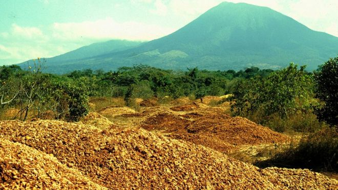 Costa Rica: cómo 12.000 toneladas de desperdicios de naranjas hicieron un «milagro verde» y revivieron un bosque