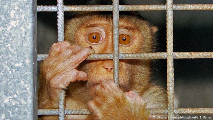 Experimentos con animales: ¿indignación hipócrita?