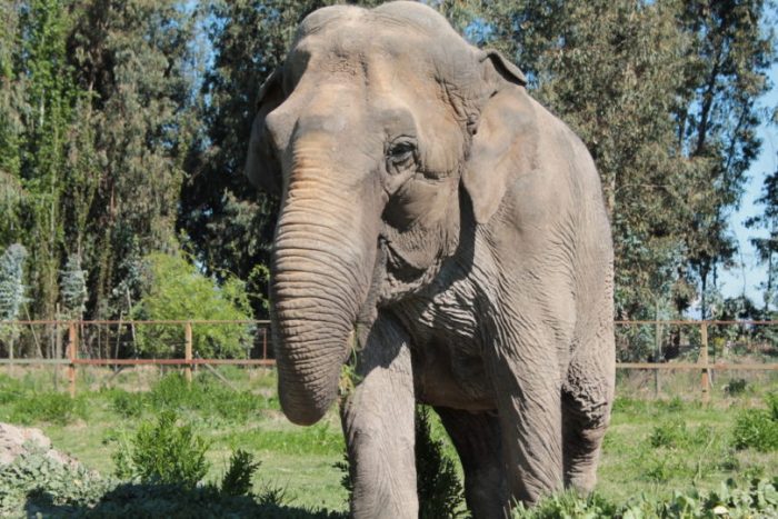 Ramba, la última elefante de los circos chilenos que partió a santuario en Brasil